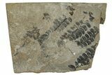 Jurassic Fossil Fern (Coniopteris) Plate - England #242156-1